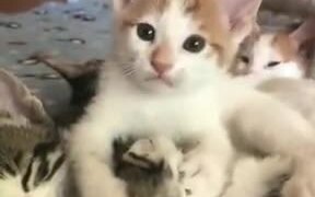 Kitten Displaying Her Weird Love