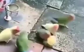 Some Parakeets Who Learn To Play Basketball