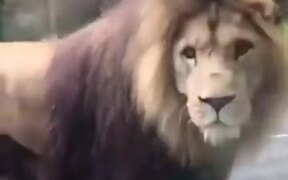 When A Lion Stops The Traffic