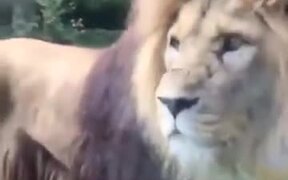 When A Lion Stops The Traffic - Animals - VIDEOTIME.COM
