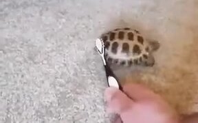 A Dancing Tortoise