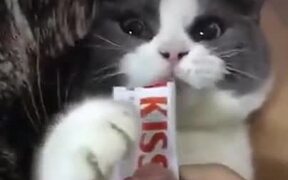 Cat Doing Drama For Food