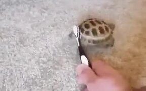 A Dancing Tortoise - Animals - VIDEOTIME.COM