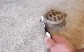 A Dancing Tortoise