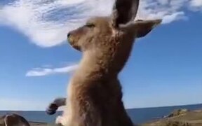 A Kangaroo Enjoying A Self Scratching