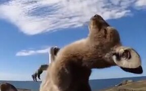 A Kangaroo Enjoying A Self Scratching - Animals - VIDEOTIME.COM
