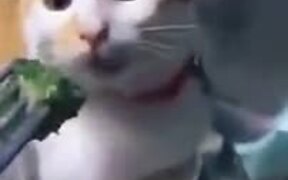 Cat Provides The Best Reaction To Broccoli - Animals - VIDEOTIME.COM