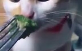 Cat Provides The Best Reaction To Broccoli