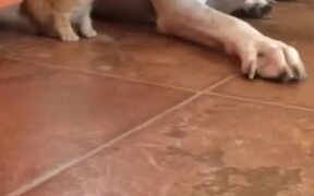 Big Dog Loving A Tiny Kitten - Animals - VIDEOTIME.COM