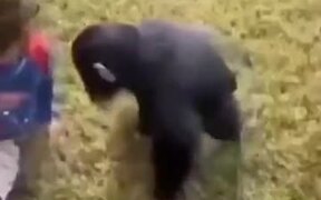 Human Baby And Ape Baby Sharing Some Love
