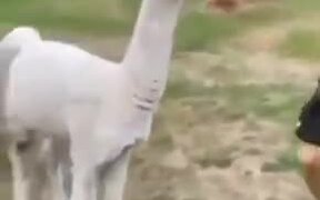 Never Go Near Lamas - Animals - VIDEOTIME.COM