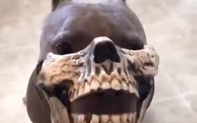 When You Get Your Pitbull A Skull Mask