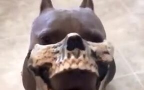 When You Get Your Pitbull A Skull Mask - Animals - VIDEOTIME.COM