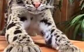 Who Wants This Prettiest Kitty? - Animals - VIDEOTIME.COM