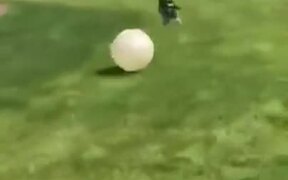 Dog Can't Get Enough Of A Big Ball