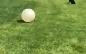 Dog Can't Get Enough Of A Big Ball - Animals - VIDEOTIME.COM