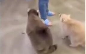 Fat Racoon Loves To Roll