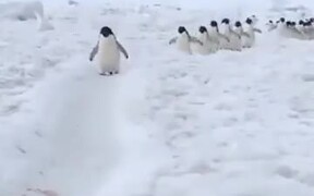 Penguins Actually Walk Like Cartoons