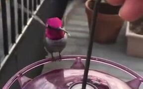 A Feeder For Hummingbirds