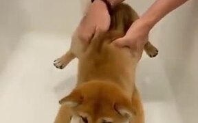 Puppy Doing Mission Bath Possible - Animals - VIDEOTIME.COM
