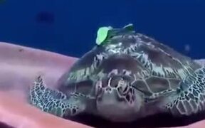 Turtle Yawning Underwater - Animals - VIDEOTIME.COM