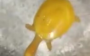 A Very Rare Yellow Turtle - Animals - VIDEOTIME.COM