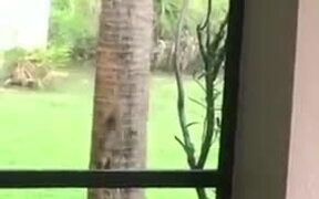 Cat Trying To Catch A Squirrel - Animals - VIDEOTIME.COM