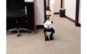 Panda Dogs Are The Cutest Outfit