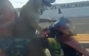 Dog Getting Trained To Ride A Bike