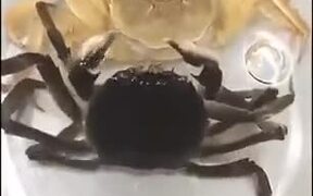 Did You Know Crabs Shed Their Shells? - Animals - VIDEOTIME.COM