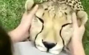 Friendly Leopard Loves Ear Massages - Animals - VIDEOTIME.COM