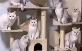 A New Kind Of Cat Magic - Animals - VIDEOTIME.COM