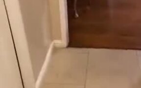 Dog Brings Present To Mother Every Time