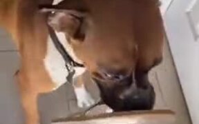 Dog Brings Present To Mother Every Time - Animals - VIDEOTIME.COM