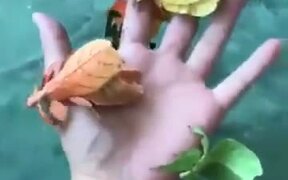 Ever Wanted Walking Leaves As Pets?
