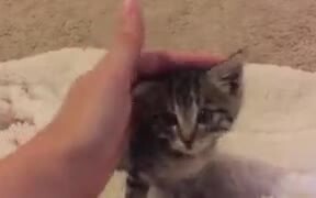 Kitten Talking To Owner About Its Day - Animals - VIDEOTIME.COM