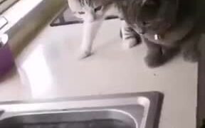 When A Fish Chased After Two Cats - Animals - VIDEOTIME.COM