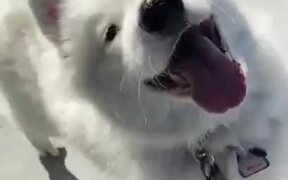 Pretty Dog Too Happy To Go For A Walk - Animals - VIDEOTIME.COM
