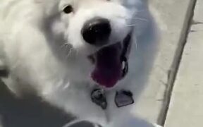 Pretty Dog Too Happy To Go For A Walk - Animals - VIDEOTIME.COM
