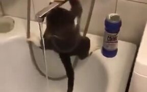 When Your Cat Is A Goofy Acrobat - Animals - VIDEOTIME.COM