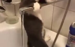 When Your Cat Is A Goofy Acrobat - Animals - VIDEOTIME.COM