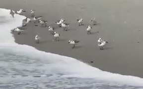 Birds Running Away From The Tide - Animals - VIDEOTIME.COM