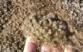 Thousands Of Crab Babies - Animals - VIDEOTIME.COM