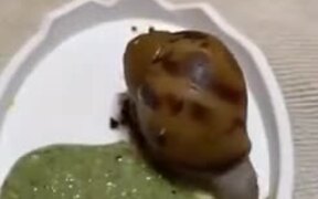 A Snail-Eating Smoothie - Animals - VIDEOTIME.COM