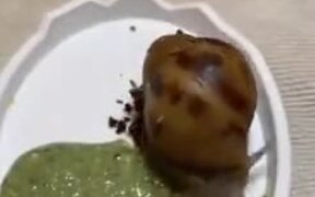 A Snail-Eating Smoothie - Animals - VIDEOTIME.COM