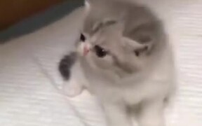 Cutest Kitten - Animals - VIDEOTIME.COM