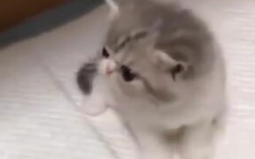 Cutest Kitten - Animals - VIDEOTIME.COM