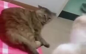 When Cat's Wife Is Not In The Mood - Animals - VIDEOTIME.COM