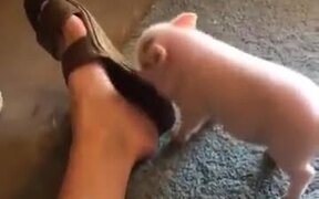 Little Piggy Itching - Animals - VIDEOTIME.COM