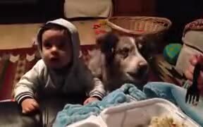 Dog Saying Mama! - Animals - VIDEOTIME.COM